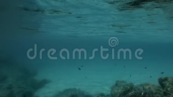 翡翠海里的鱼视频的预览图
