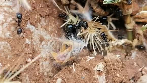 巨接近蚂蚁爬进爬出的蚂蚁洞在埃斯A安达视频的预览图