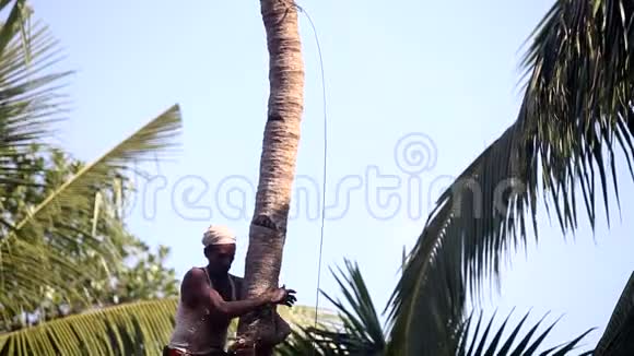 带胡子的印度工人在棕榈树上固定棍子视频的预览图