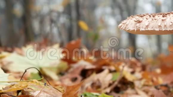 大寄生蘑菇特写马科利奥多菌菇视频的预览图