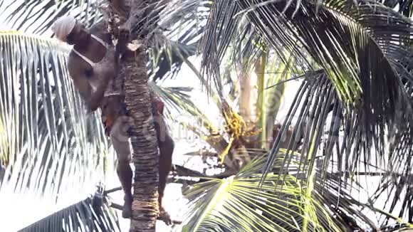 印度头巾工人用刀割棕榈树的叶子视频的预览图