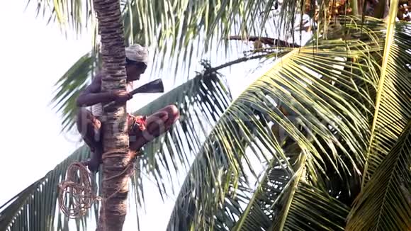 印度男人用绳子固定手掌树干在地上视频的预览图