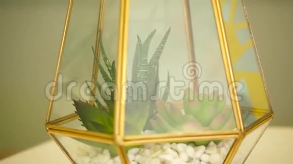里面有植物的装饰玻璃花瓶视频的预览图