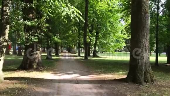 在公共公园的高树绿巷上散步视频的预览图