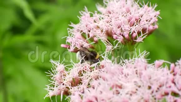 大黄蜂用花给灌木授粉视频的预览图