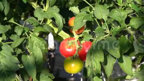 一堆西红柿在温室里视频的预览图