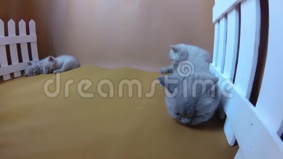 小猫躺在橙色背景白色栅栏上视频的预览图