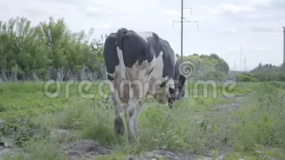 美丽的孤独的健康的整齐的奶牛在农场院子里走来走去视频的预览图