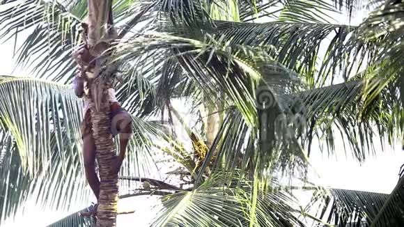 太阳灯工人切割椰子树叶子视频的预览图