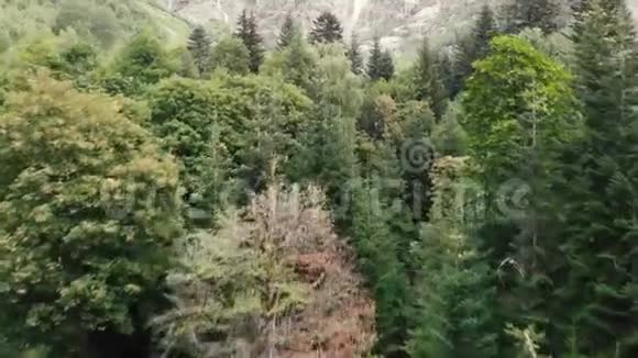 4K直升机飞越高加索山脉的冷杉树顶视频的预览图