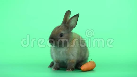 小灰棕色兔子在绿屏上靠近胡萝卜视频的预览图