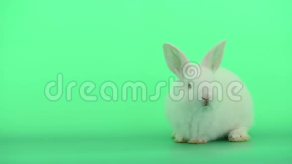 小白兔展示了移动的鼻子和嘴保持平静的绿色屏幕背景视频的预览图