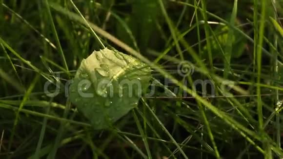 露水在青草的春天上模糊的背景特写大自然雨后水滴宏观的视频的预览图