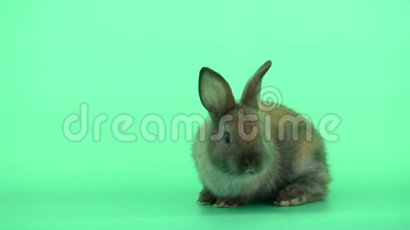 小可爱的灰棕色兔子站起来干净的脚在绿色屏幕背景视频的预览图