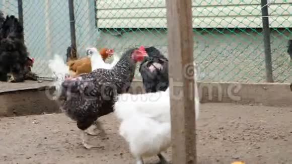 公鸡和鸡在鸡舍旁的地上行走家生态农场理念视频的预览图