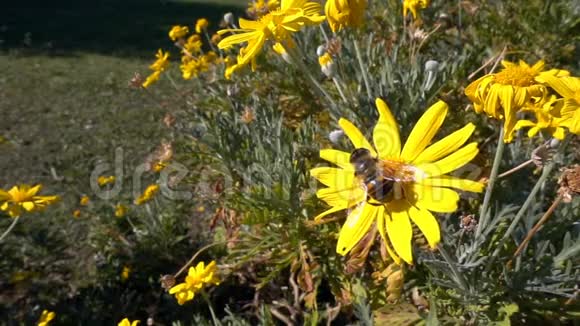 黄色的花和蜜蜂视频的预览图