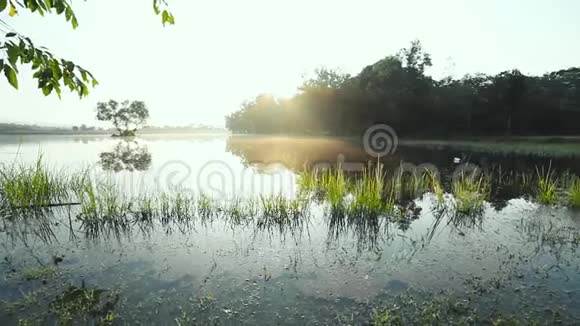 日出时的宁静湖景早上的雾在水面上视频的预览图
