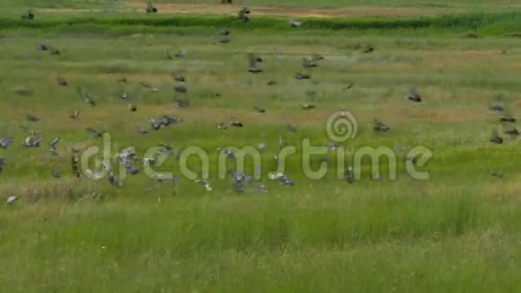 一群鸟沉入高草中视频的预览图