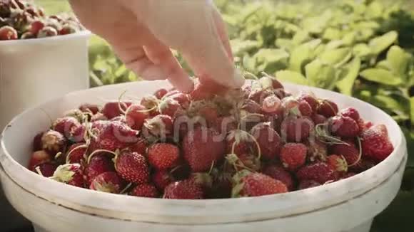 女人从一个桶里拿出成熟的草莓来检查它视频的预览图