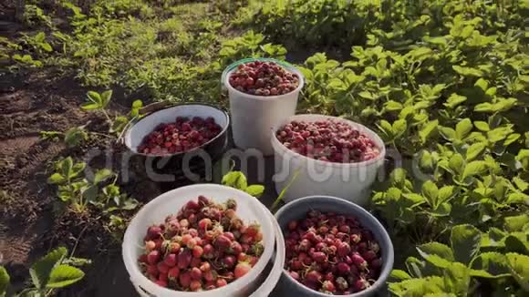 在有机花园里用桶收获成熟多汁的草莓视频的预览图