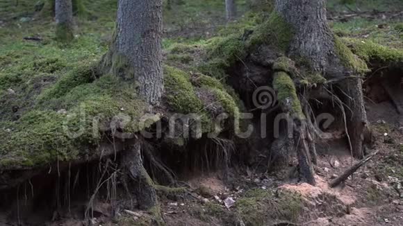 松树根在林冠面树林里的苔藓树根从地上冒出来视频的预览图