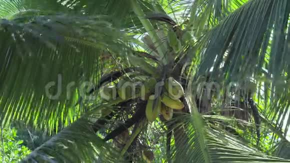 塞舌尔普拉斯林岛高掌的叶子在风中摇摆热带水果的果实长在树上视频的预览图