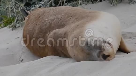 澳大利亚海狮Neophocacinerea视频的预览图