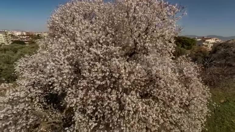 院子里的春花树的鸟瞰图视频的预览图