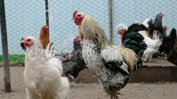 公鸡和鸡在鸡舍旁的地上行走家生态农场理念视频的预览图