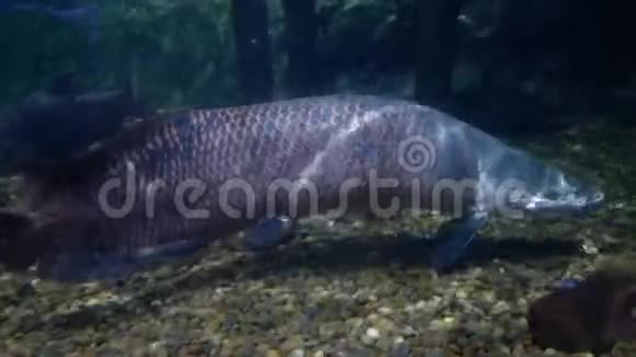 在鱼塘里的阿拉帕伊玛视频的预览图