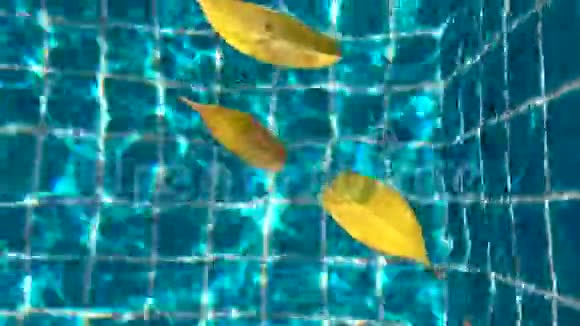 池水表面黄叶视频的预览图