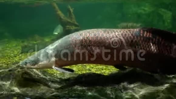 在鱼塘里的阿拉帕伊玛视频的预览图