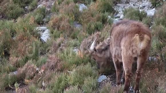 野生山羊西伯利亚伊贝克斯在山坡上吃绿灌木视频的预览图