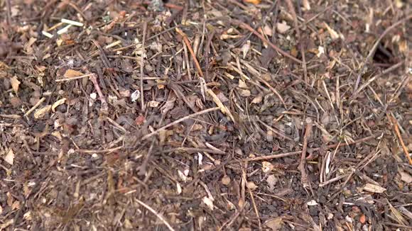 蚂蚁在蚁丘周围奔跑狂野的自然特写视频的预览图