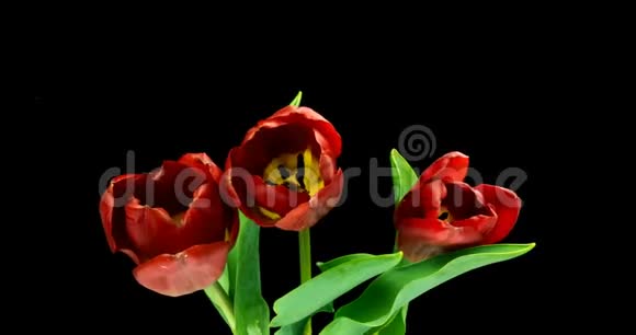 红色郁金香花在黑色背景上绽放的时间视频的预览图