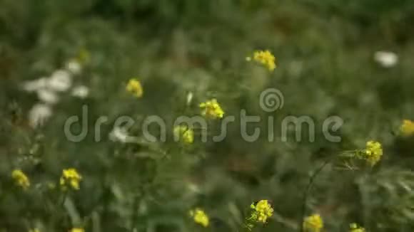 黄色的花在风中摇曳视频的预览图