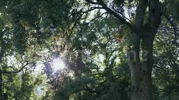 丛林植物之间美丽的阳光视频的预览图