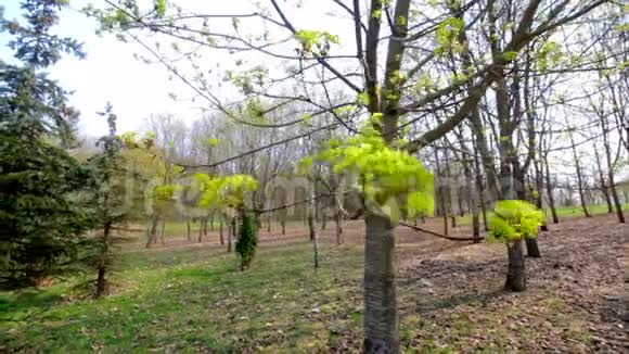 树上的第一片叶子在风中摇摆春天公园视频的预览图