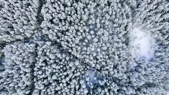冬季中期雪松顶部的鸟瞰图动作白雪覆盖的圣诞树的俯视图视频的预览图