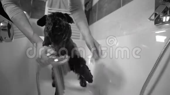 在大自然中散步后在浴缸里沐浴黑狗雪纳器黑白相间视频的预览图