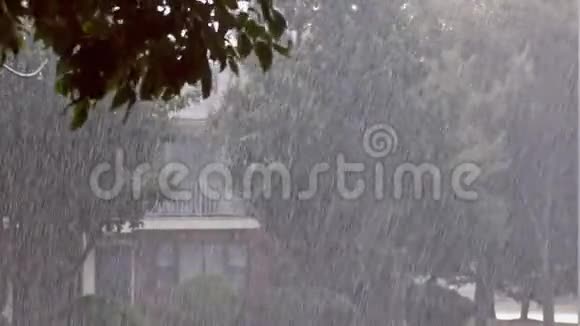 在绿树叶上下大雨夏季视频的预览图