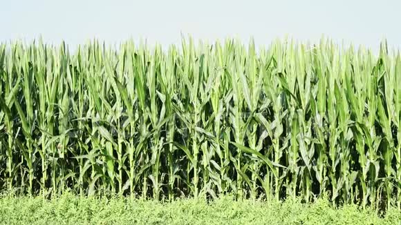 晴朗的一天绿色的玉米地视频的预览图