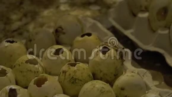 带空鸡蛋的孵化器视频的预览图