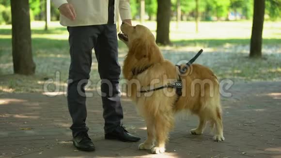 狗饲养者喂养猎犬在公园训练宠物发出服从命令视频的预览图