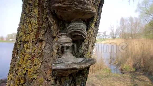 树菌生长在湖边的树干上在城市公园里视频的预览图