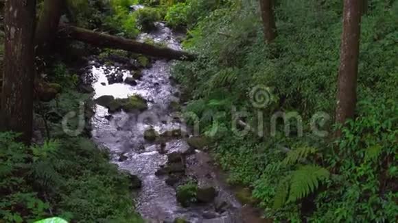 台湾阿里山风景区翠柏森林与河流视频的预览图