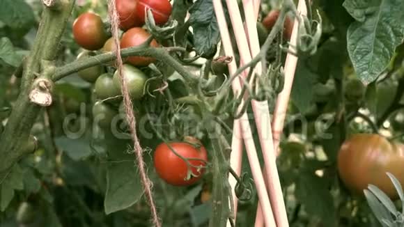从右到左的慢锅在有机菜菜园种植番茄植物视频的预览图