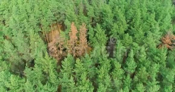 从空中俯瞰美丽的高针叶林从高处俯瞰大针叶林视频的预览图