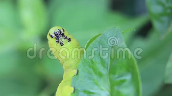 蝴蝶幼虫毛毛虫是破坏性害虫的菜园视频的预览图