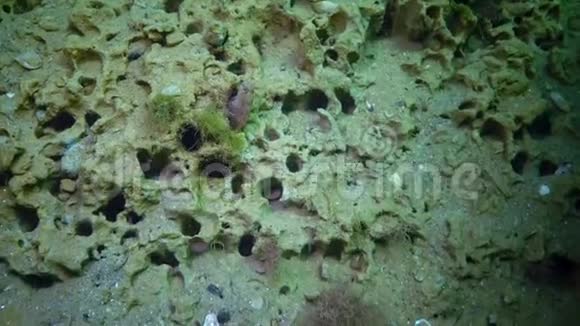 这条鱼的触角是布兰尼帕拉布列尼乌斯生活在水貂中生活在海床上的粘土中软体动物挖了巴尼亚念珠菌视频的预览图